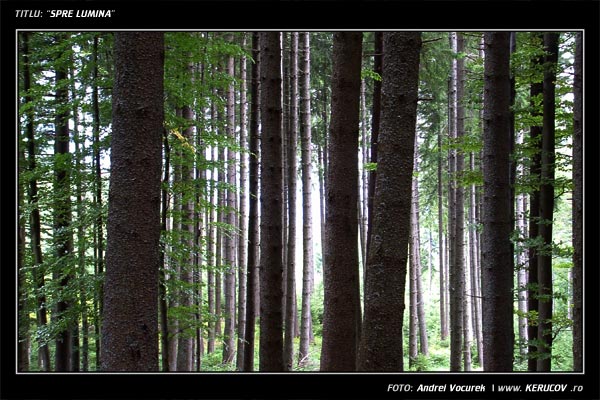 Fotografia: "Spre lumina" - Setul: "Pasul peste munti", din Predeal, Romania / Roumanie, cu aparat Fujifilm FinePix S3000, data 2004-09-05 KERUCOV .ro © 1997 - 2008 || Andrei Vocurek