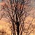 Fotografia "Povestea copacilor",  KERUCOV .ro © 1997 - 2008 || Andrei Vocurek