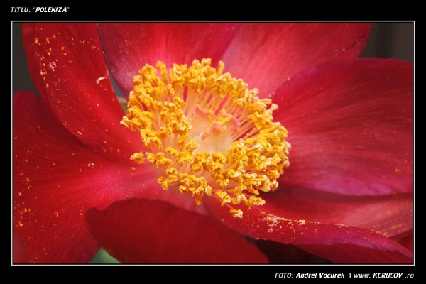 Fotografia: "Poleniza" - Setul: "Lumea culori - florilor", din Bucuresti / Bucharest, Romania / Roumanie, cu aparat Fujifilm FinePix S5100, data 2005-05-16 KERUCOV .ro © 1997 - 2008 || Andrei Vocurek