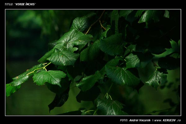 Fotografia: "Verde inchis" - Setul: "Portrete cu, din si pentru suflet", din Bucuresti / Bucharest, Romania / Roumanie, cu aparat Konica Minolta Dynax 5D, data 2005-05-18 KERUCOV .ro © 1997 - 2008 || Andrei Vocurek