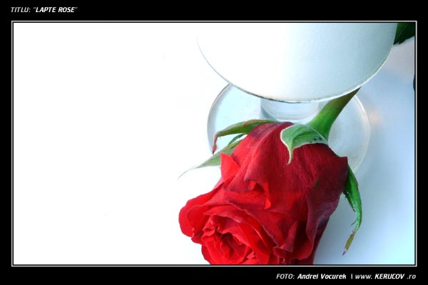Fotografia: "Lapte rose" - Setul: "Experiente de fotografie", din Bucuresti / Bucharest, Romania / Roumanie, cu aparat Fujifilm FinePix S5100, data 2005-05-27 KERUCOV .ro © 1997 - 2008 || Andrei Vocurek