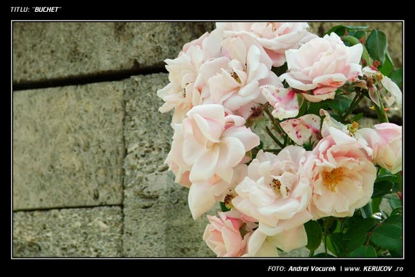 Fotografia: "Buchet" - Setul: "Lumea culori - florilor", din Bucuresti / Bucharest, Romania / Roumanie, cu aparat Fujifilm FinePix S5100, data 2005-06-18 KERUCOV .ro © 1997 - 2008 || Andrei Vocurek