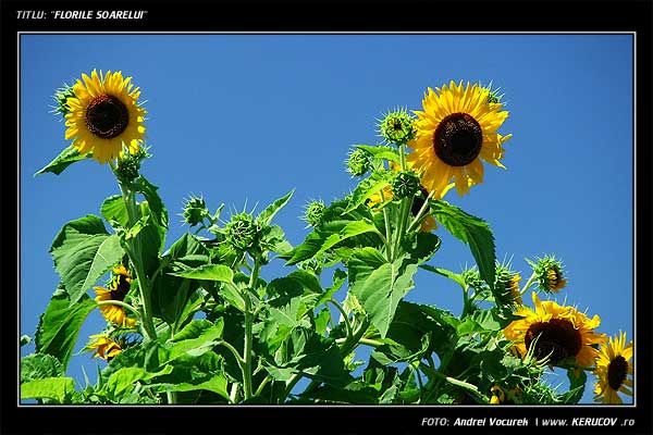 Fotografia: "Florile Soarelui" - Setul: "Lumea culori - florilor", din Sfantu Gheorghe, Romania / Roumanie, cu aparat Fujifilm FinePix S5100, data 2005-08-09 KERUCOV .ro © 1997 - 2008 || Andrei Vocurek