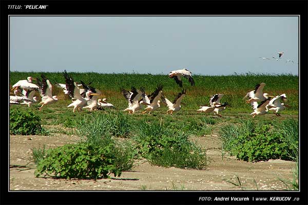 Fotografia: "Pelicani" - Setul: "Ultima Delta Dunarii", din Sfantu Gheorghe, Romania / Roumanie, cu aparat Fujifilm FinePix S5100, data 2005-08-09 KERUCOV .ro © 1997 - 2008 || Andrei Vocurek