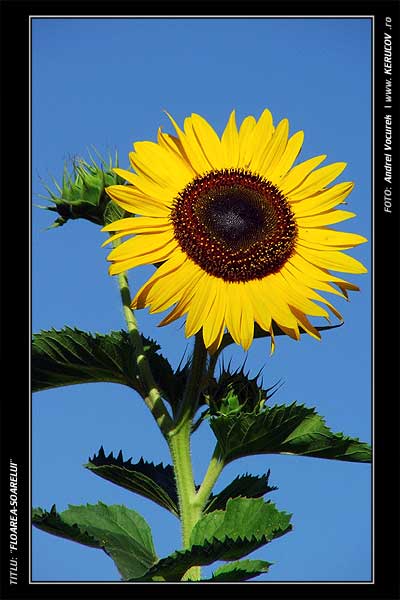 Fotografia: "Floarea-Soarelui" - Setul: "Lumea culori - florilor", din Sfantu Gheorghe, Romania / Roumanie, cu aparat Fujifilm FinePix S5100, data 2005-08-10 KERUCOV .ro © 1997 - 2008 || Andrei Vocurek