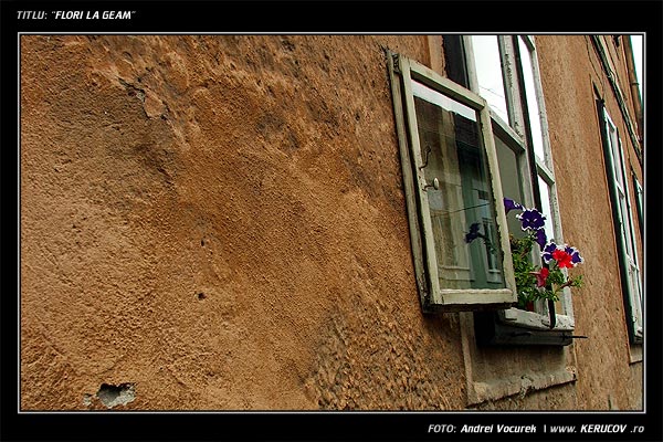 Fotografia: "Flori la geam" - Setul: "Orasul Sibiu - Printre picaturi", din Sibiu / Hermannstadt, Romania / Roumanie, cu aparat Fujifilm FinePix S5100, data 2005-09-21 KERUCOV .ro © 1997 - 2008 || Andrei Vocurek
