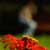 Fotografia: "Lumea ei" - Setul: "Lumea culori - florilor", din Baile Olanesti, Romania / Roumanie, cu aparat Konica Minolta Dynax 5D, data 2006-09-29 KERUCOV .ro © 1997 - 2008 || Andrei Vocurek