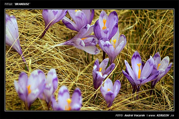 Fotografia: "Branduse" - Setul: "Lumea culori - florilor", din Sinaia, Romania / Roumanie, cu aparat Konica Minolta Dynax 5D, data 2006-04-29 KERUCOV .ro © 1997 - 2008 || Andrei Vocurek