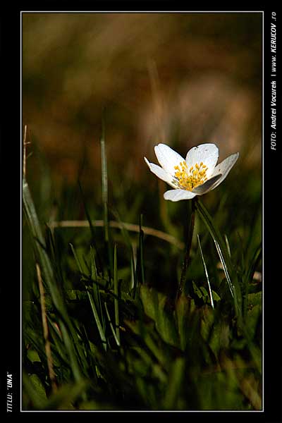 Fotografia: "Una" - Setul: "Lumea culori - florilor", din Predeal, Romania / Roumanie, cu aparat Konica Minolta Dynax 5D, data 2006-04-30 KERUCOV .ro © 1997 - 2008 || Andrei Vocurek