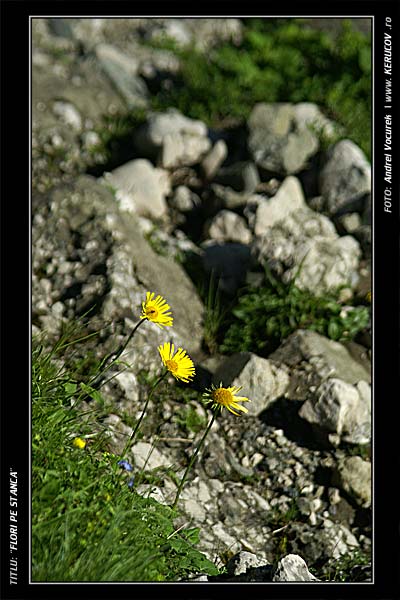 Fotografia: "Flori pe stanca" - Setul: "Pasul peste munti", din Muntii Bucegi, Romania / Roumanie, cu aparat Konica Minolta Dynax 5D, data 2006-07-16 KERUCOV .ro © 1997 - 2008 || Andrei Vocurek