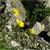 Fotografia: "Flori pe stanca" - Setul: "Pasul peste munti", din Muntii Bucegi, Romania / Roumanie, cu aparat Konica Minolta Dynax 5D, data 2006-07-16 KERUCOV .ro © 1997 - 2008 || Andrei Vocurek