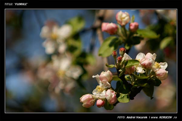 Fotografia: "Floriile" - Setul: "Lumea culori - florilor", din Bucuresti / Bucharest, Romania / Roumanie, cu aparat Konica Minolta Dynax 5D, data 2006-04-15 KERUCOV .ro © 1997 - 2008 || Andrei Vocurek