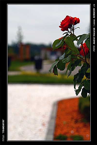 Fotografia: "Trandafiri" - Setul: "Portrete cu, din si pentru suflet", din Bucuresti / Bucharest, Romania / Roumanie, cu aparat Konica Minolta Dynax 5D, data 2006-06-03 KERUCOV .ro © 1997 - 2008 || Andrei Vocurek