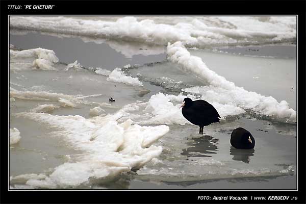 Fotografia: "Pe gheturi" - Setul: "Iarna la Marea Neagra", din Constanta, Romania / Roumanie, cu aparat Konica Minolta Dynax 5D, data 2006-02-11 KERUCOV .ro © 1997 - 2008 || Andrei Vocurek