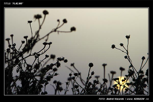 Fotografia: "Flacari" - Setul: "Lumea culori - florilor", din Hersonissos, Grecia, Insula Creta / Greece, Crete, cu aparat Konica Minolta Dynax 5D, data 2006-09-16 KERUCOV .ro © 1997 - 2008 || Andrei Vocurek