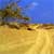 Fotografia: "Nisipos" - Setul: "Peisaj urban si suburban", din Malia, Grecia, Insula Creta / Greece, Crete, cu aparat Konica Minolta Dynax 5D, data 2006-09-22 KERUCOV .ro © 1997 - 2008 || Andrei Vocurek