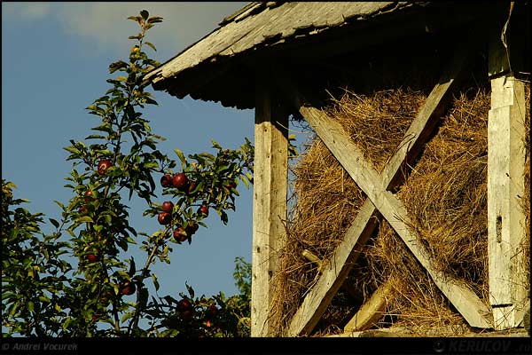 Fotografia: "mere x paie" - Setul: "Viata simpla de la tara", din sat Gurguiata, Romania / Roumanie, cu aparat Konica Minolta Dynax 5D, data 2006-09-29 KERUCOV .ro © 1997 - 2008 || Andrei Vocurek