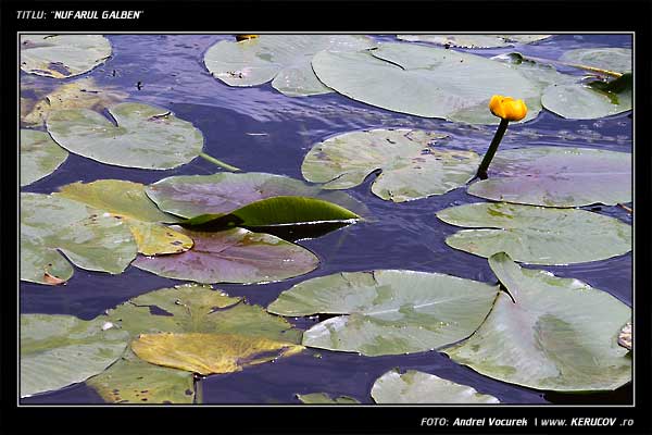 Fotografia: "Nufarul galben" - Setul: "Lumea culori - florilor", din Snagov, Romania / Roumanie, cu aparat Konica Minolta Dynax 5D, data 2006-06-04 KERUCOV .ro © 1997 - 2008 || Andrei Vocurek