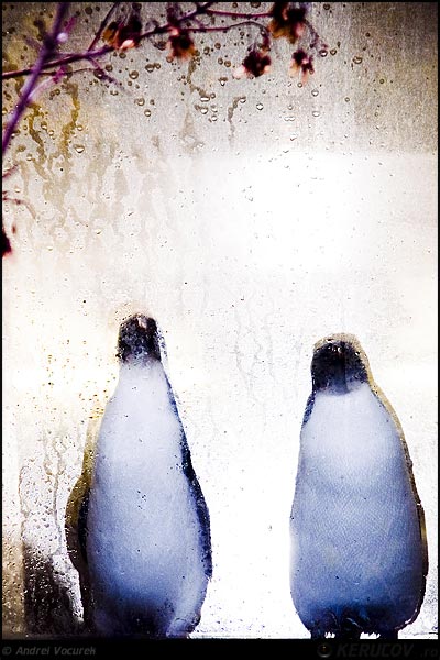 Fotografia: "Tablou cu pinguini" - Setul: "Plimbari si vederi din Viena", din Viena / Vienna / Wien, Austria / Osterreich, cu aparat Konica Minolta Dynax 5D, data 2007-10-30 KERUCOV .ro © 1997 - 2008 || Andrei Vocurek