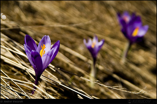 Fotografia: "Trei branduse" - Setul: "Lumea culori - florilor", din Muntii Bucegi, Romania / Roumanie, cu aparat Konica Minolta Dynax 5D, data 2007-04-13 KERUCOV .ro © 1997 - 2008 || Andrei Vocurek