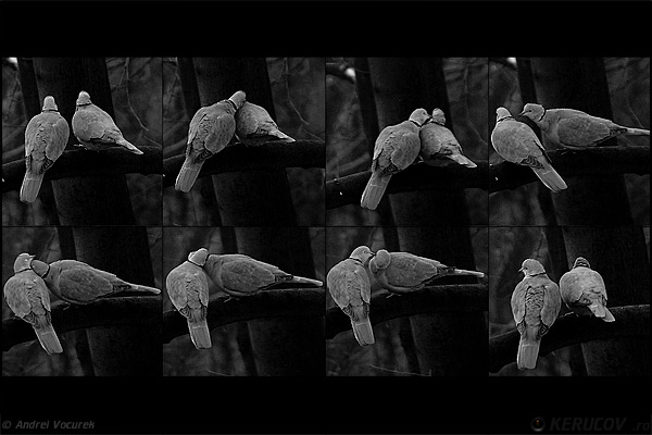 Fotografia: "Idila de ianuarie" - Setul: "Lumea necuvantatoarelor", din Bucuresti / Bucharest, Romania / Roumanie, cu aparat Konica Minolta Dynax 5D, data 2007-01-21 KERUCOV .ro © 1997 - 2008 || Andrei Vocurek