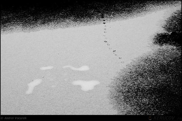 Fotografia: "Urme pe insula" - Setul: "Orasul oarecare - Puncte peste asfalt", din Bucuresti / Bucharest, Romania / Roumanie, cu aparat Konica Minolta Dynax 5D, data 2007-02-25 KERUCOV .ro © 1997 - 2008 || Andrei Vocurek