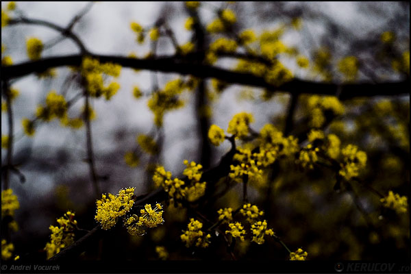 Fotografia: "In galben" - Setul: "Lumea culori - florilor", din Bucuresti / Bucharest, Romania / Roumanie, cu aparat Konica Minolta Dynax 5D, data 2007-03-04 KERUCOV .ro © 1997 - 2008 || Andrei Vocurek