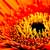 Fotografia: "Gerbera" - Setul: "Lumea culori - florilor", din Bucuresti / Bucharest, Romania / Roumanie, cu aparat Konica Minolta Dynax 5D, data 2007-05-07 KERUCOV .ro © 1997 - 2008 || Andrei Vocurek