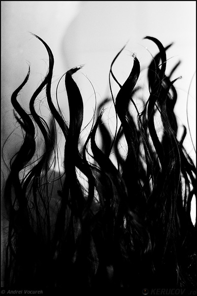 Fotografia: "Flacari negre" - Setul: "Portrete cu, din si pentru suflet", din Bucuresti / Bucharest, Romania / Roumanie, cu aparat Konica Minolta Dynax 5D, data 2007-05-28 KERUCOV .ro © 1997 - 2008 || Andrei Vocurek