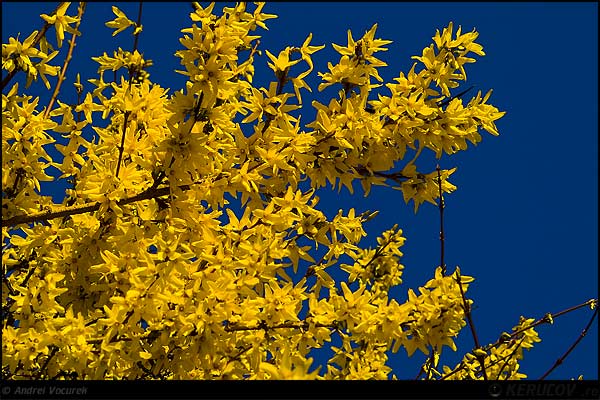 Fotografia: "Galben pe fond albastru" - Setul: "Lumea culori - florilor", din Sinaia, Romania / Roumanie, cu aparat Konica Minolta Dynax 5D, data 2007-04-13 KERUCOV .ro © 1997 - 2008 || Andrei Vocurek