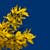 Fotografia: "Galben pe fond albastru" - Setul: "Lumea culori - florilor", din Sinaia, Romania / Roumanie, cu aparat Konica Minolta Dynax 5D, data 2007-04-13 KERUCOV .ro © 1997 - 2008 || Andrei Vocurek