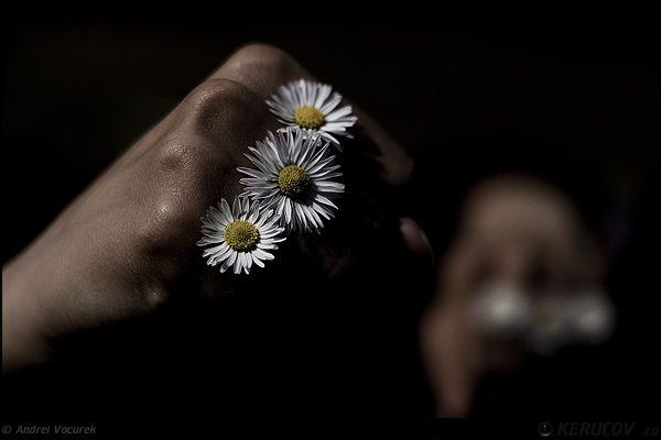 Fotografia: "Flower-Power" - Setul: "Lumea culori - florilor", din Sinaia, Romania / Roumanie, cu aparat Konica Minolta Dynax 5D, data 2007-04-14 KERUCOV .ro © 1997 - 2008 || Andrei Vocurek