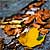 Fotografia: "Pastel de Toamna" - Setul: "Lumea culori - florilor", din Sinaia, Romania / Roumanie, cu aparat Konica Minolta Dynax 5D, data 2007-09-29 KERUCOV .ro © 1997 - 2008 || Andrei Vocurek