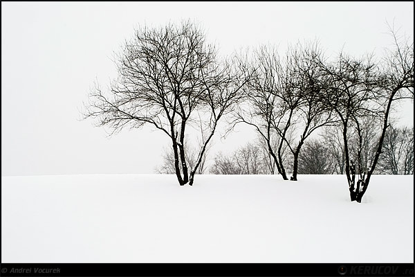 Fotografia: "Iarna, peisaj mut" - Setul: "Orasul Bucuresti - Parcuri si gradini", din Bucuresti / Bucharest, Romania / Roumanie, cu aparat Konica Minolta Dynax 5D, data 2008-01-06 KERUCOV .ro © 1997 - 2008 || Andrei Vocurek